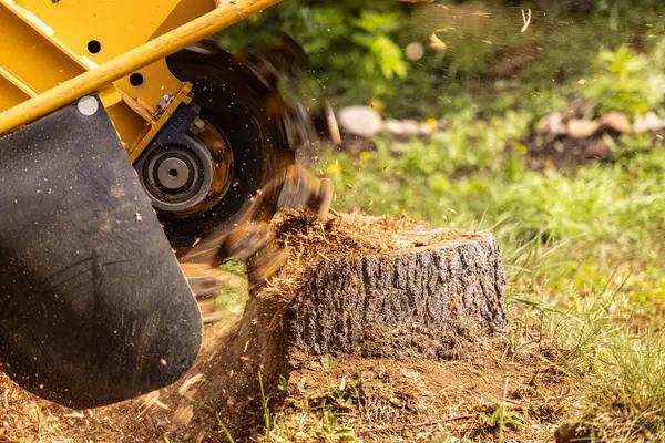 Affordable Tree Removal Company Near Me with Free Estimates